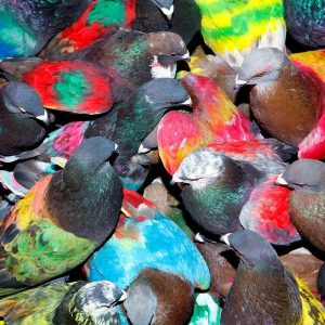 Blawan – Sickelixir (LP)