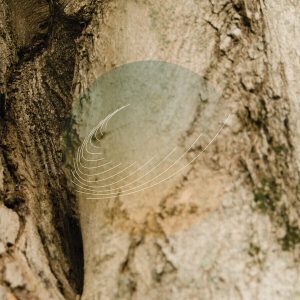 Field Works – Maples, Ash, And Oaks: Cedars Instrumentals (Limited Edition) (Coloured) (LP)