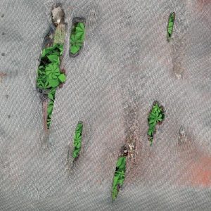 Koreless – Agor (Limited Edition) (LP)