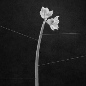 Trentemoller – Dreamweaver (LP)